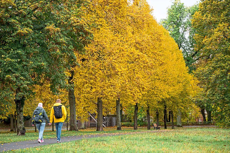 Forest chump? Scientists take a closer look at tree planting projects - Vimarsana News
