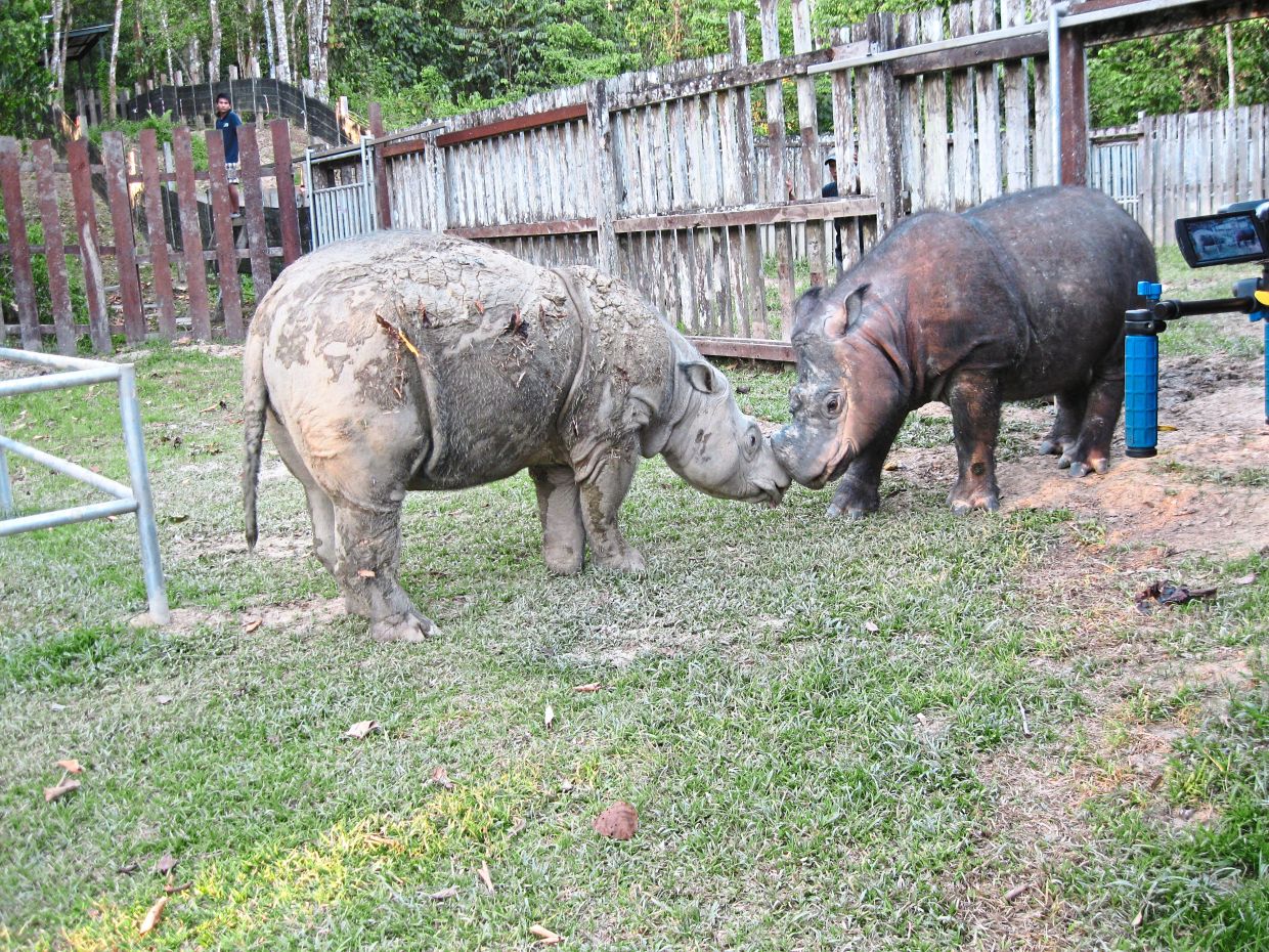 A breeding attempt between Puntung and Tam. — Photo credit John Payne