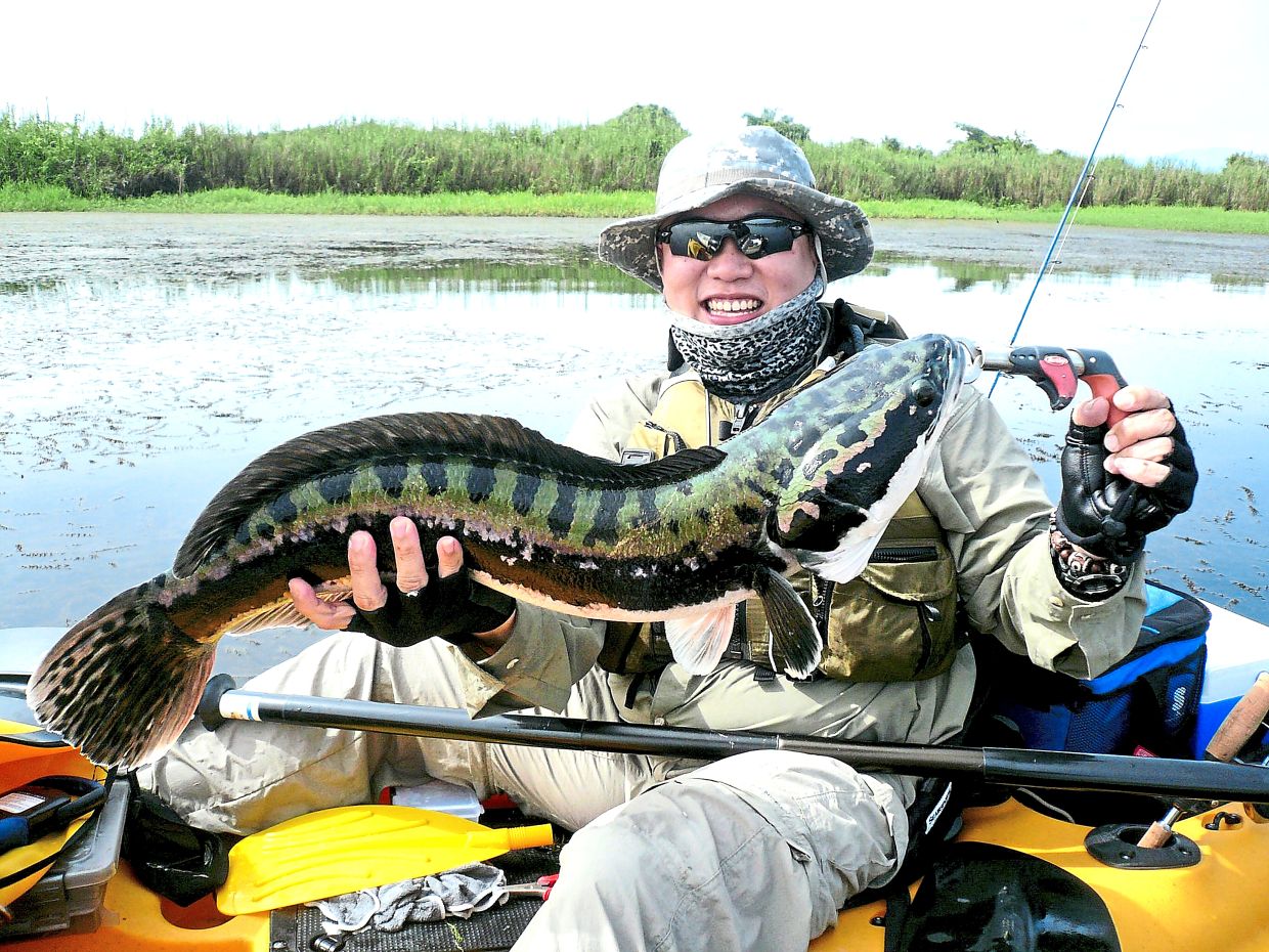 Giant toman, such as this 4.7kg specimen, still abound in Air Kuning but they are harder to hook up now due to fishing pressure.