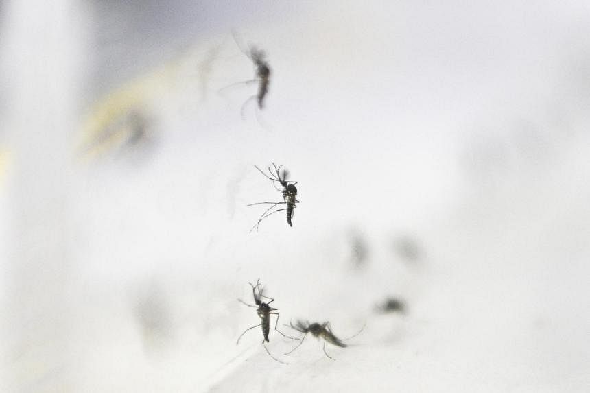 Project Wolbachia to curb dengue to extend to five more residential areas - Vimarsana News