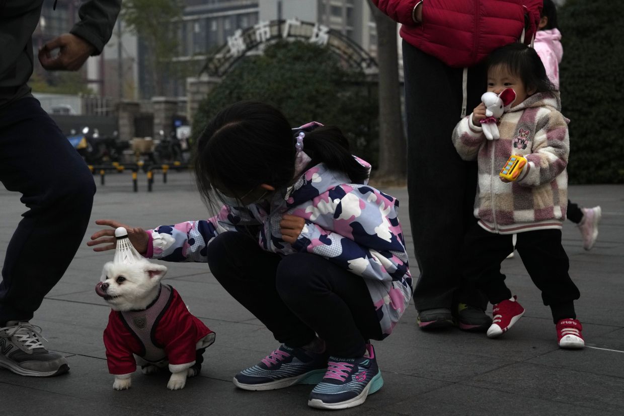 A child places a badminton shuttlecock onto of a dog in Beijing, Tuesday, Nov. 21, 2023. - AP