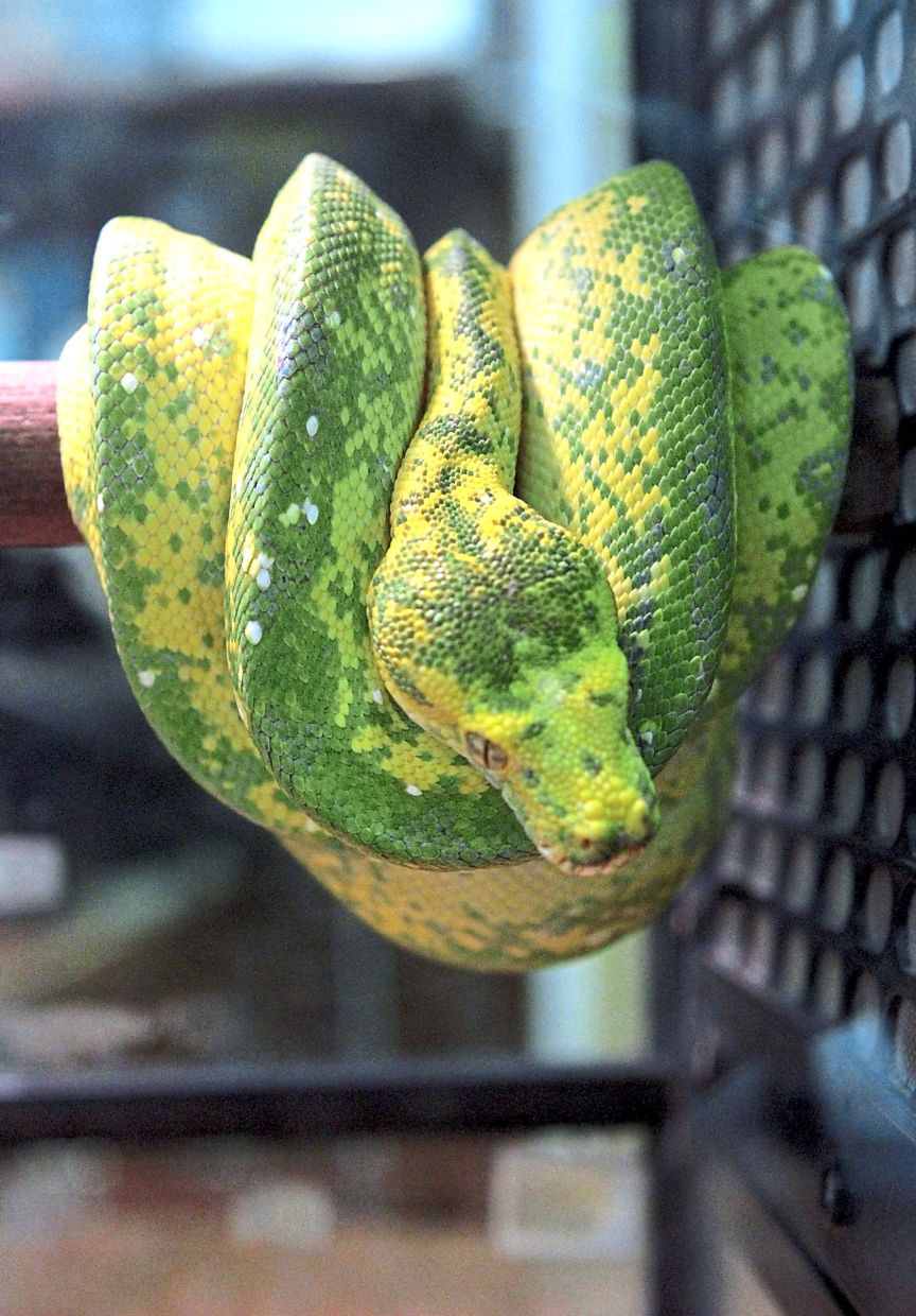 Green Tree python successfully bred | The Star