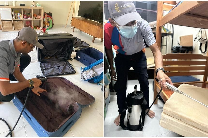 Demand for pest control in Singapore grows as bedbug fears bite The Star