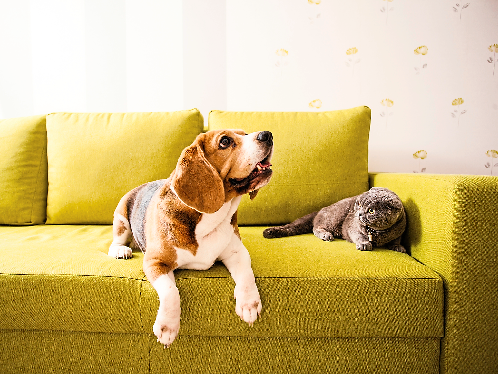 5 popular sofa types for your living room The Star