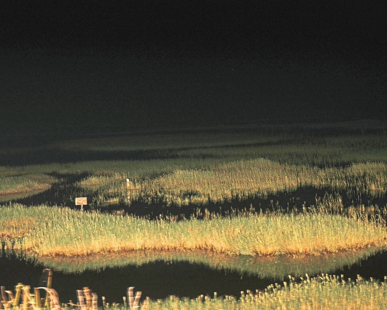 Spotlights illuminate the canals along the side of the road outside of the Fakahatchee Strand Preserve in Florida. — ©2023 The New York Times Company