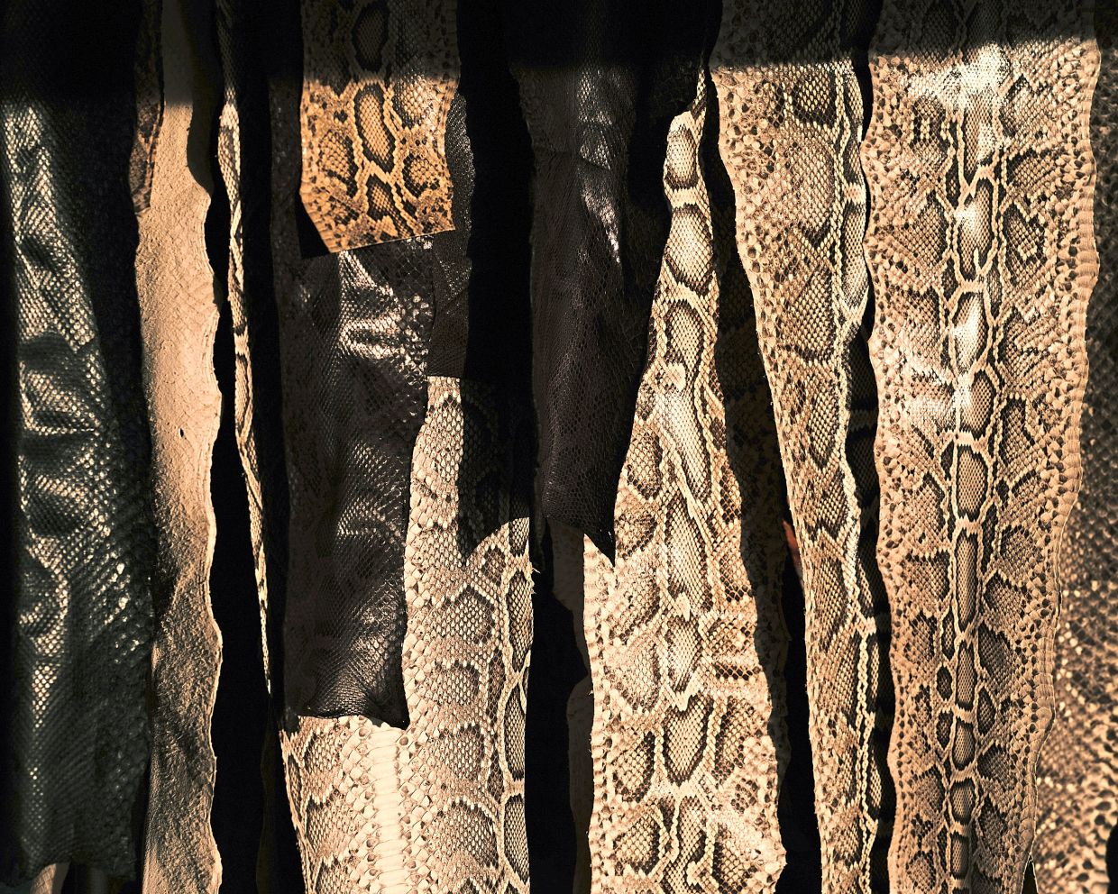 Tanned Burmese python skins are hung in Siewe’s backyard outside of the preserve. Siewe teaches people how to find and euthanise invasive Burmese pythons, which have been so successful at adapting to Florida that they appear here to stay. — ©2023 The New York Times Company