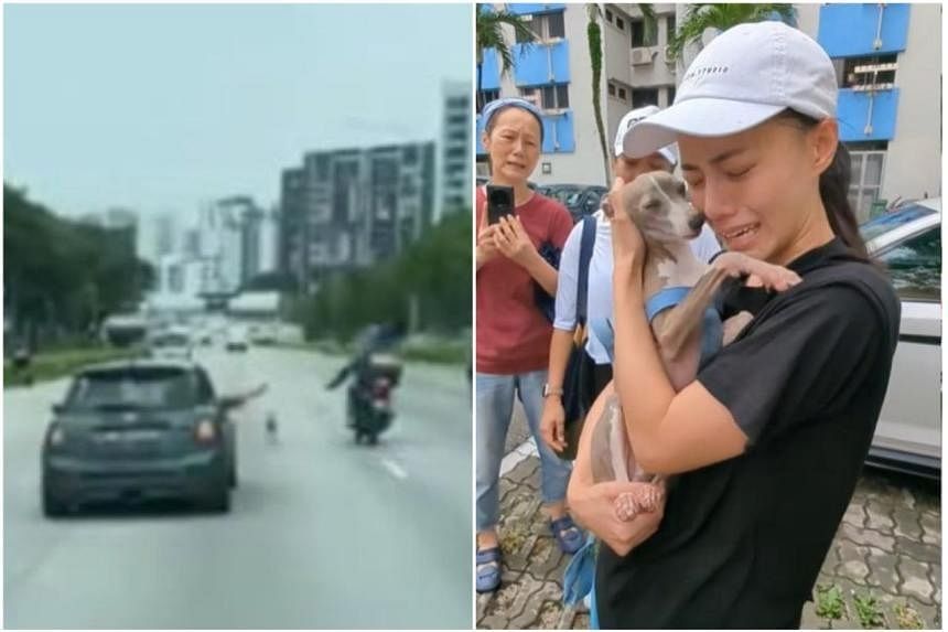 Tears as owner and dog reunite after dramatic rescue on busy expressway - Vimarsana News