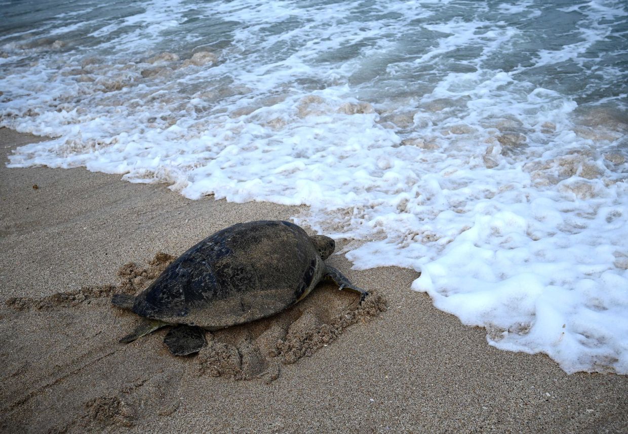 Expert: Likely 360 turtles killed, not the 12,000 estimated - Vimarsana News