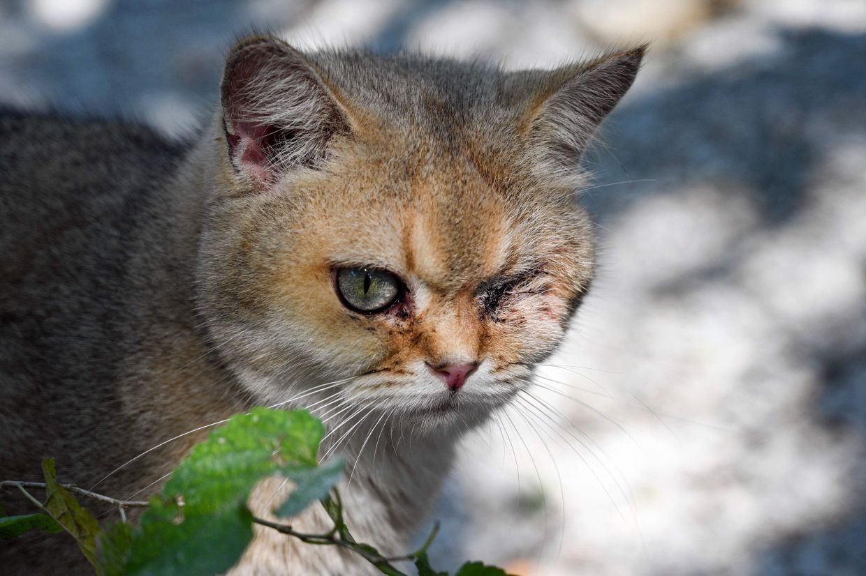 S.Korean man who adopted two cats, just to kill them gets jail - Vimarsana News