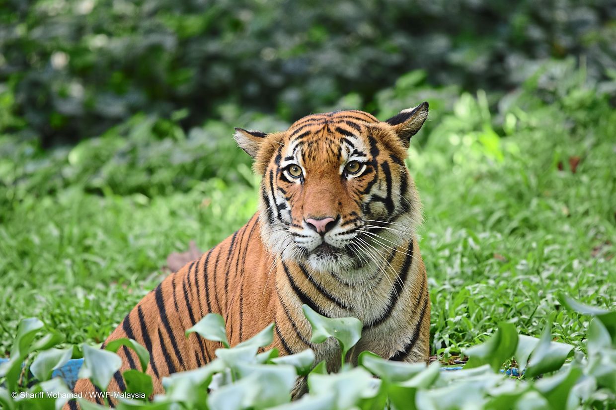 Dwindling numbers: It’s estimated that there are fewer than 150 Malayan tigers in the wild today. — Photo courtesy of WWF-Malaysia