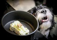 Restaurant in Rome goes to the dogs