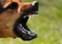 Woman dies of rabies, bringing Sarawak death toll to 16 - Vimarsana News