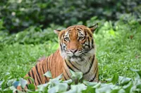 Student heading home in Kedah gets tiger scare