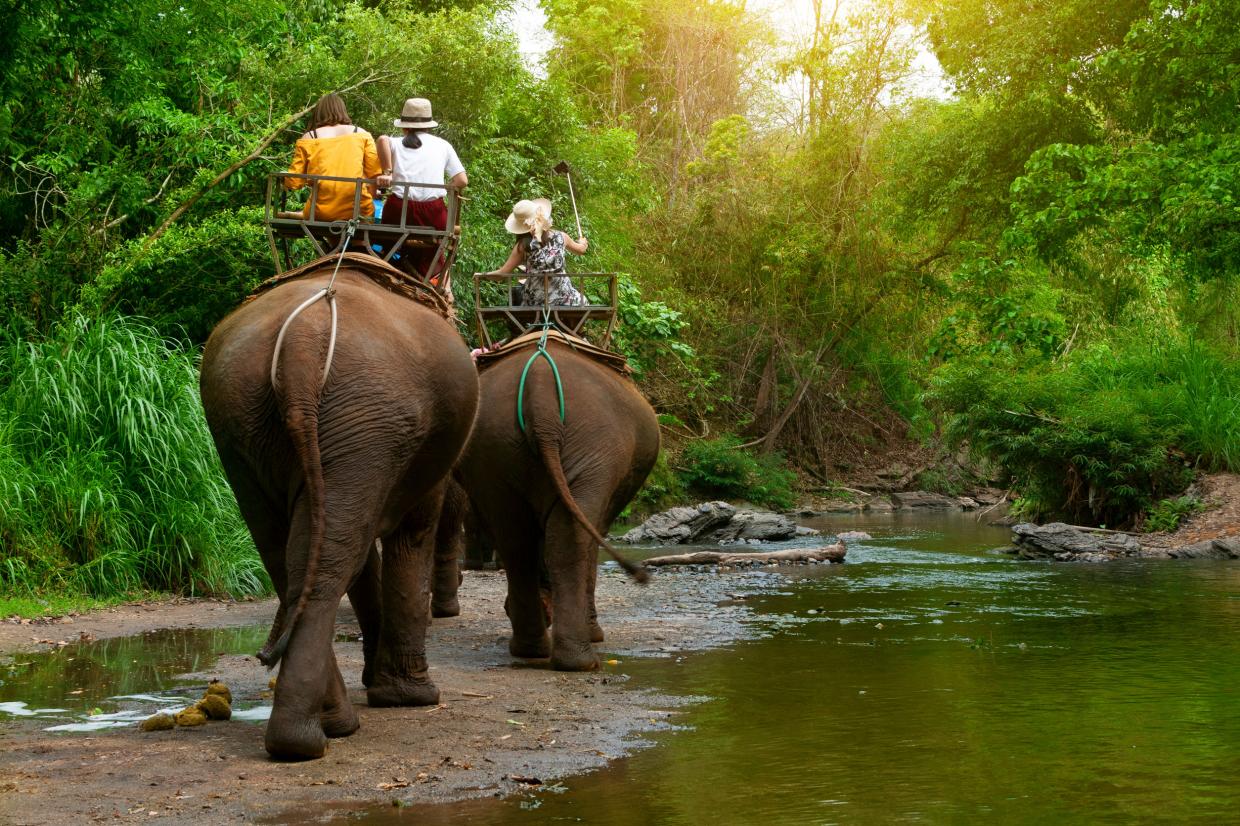 How to be an animal-friendly tourist - Vimarsana News