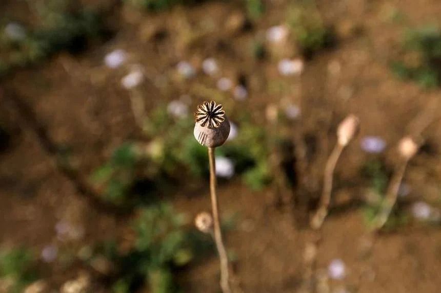 Myanmar is now world's largest source of opium, says United Nations - Vimarsana News