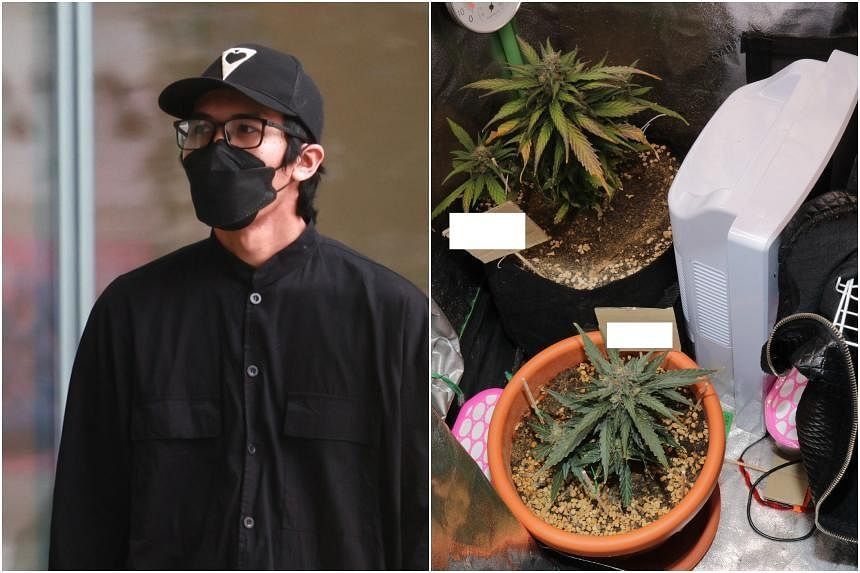 Jail and caning for man in Singapore's first conviction for importing cannabis edibles - Vimarsana News