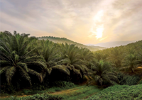A brighter future for oil palm