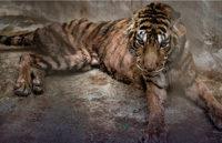 Twenty-year-old tiger among 15 big cats saved from tiger farm in Thailand