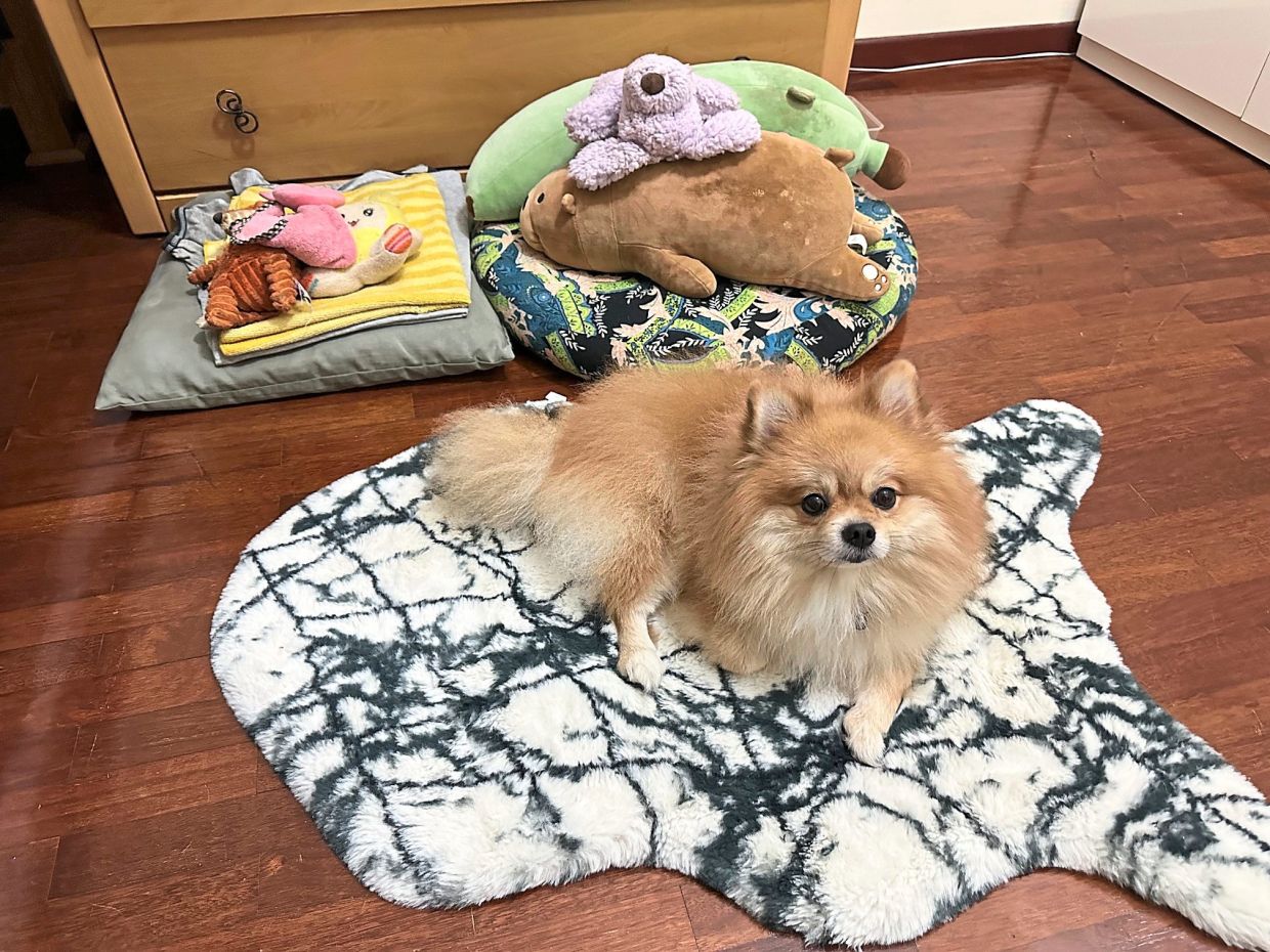 Dog Talk: Canine Claus – merry mutts - Vimarsana News