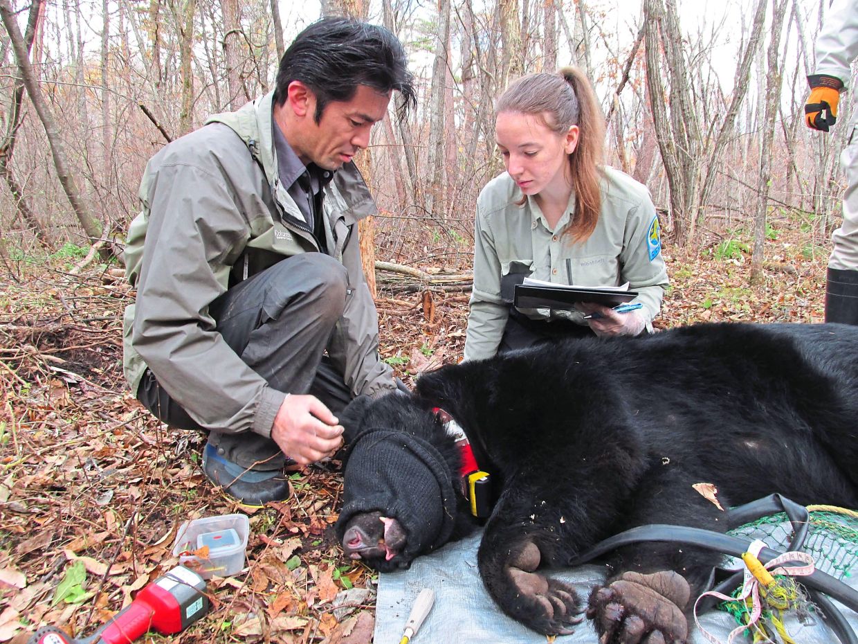 Gently solving a big bear problem | The Star
