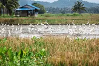 Pulau Bangau latest tourist draw in Teluk Intan