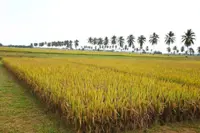 There is no cartel controlling price of rice, padi seeds, says Food Security Ministry