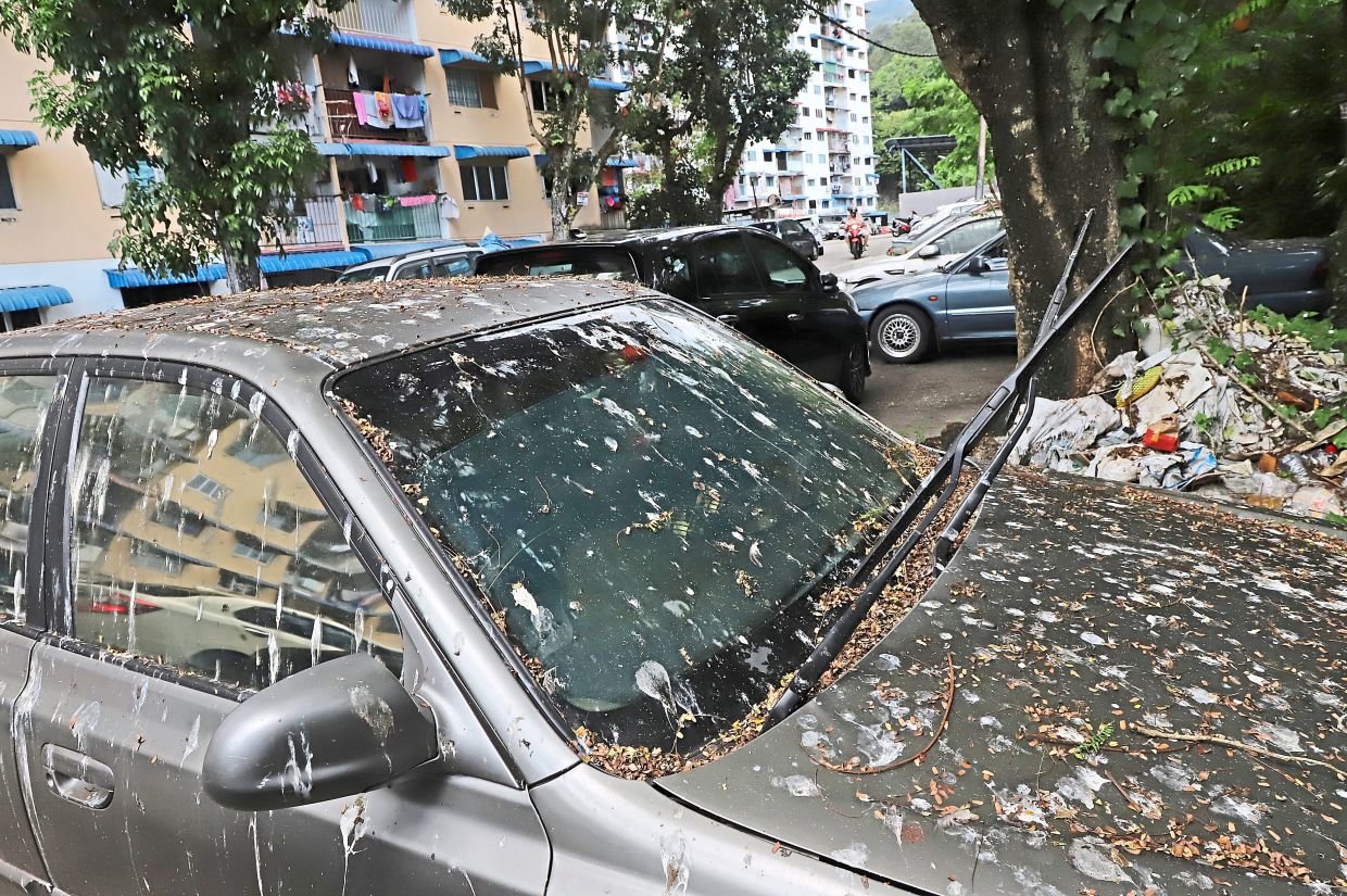 Penang's booming pigeon population a menace to health - Vimarsana News
