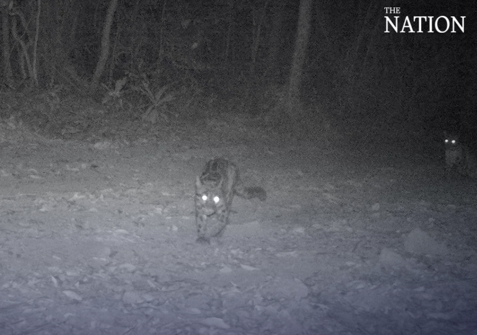 Elusive clouded leopard family snapped in eastern Thailand - Vimarsana News