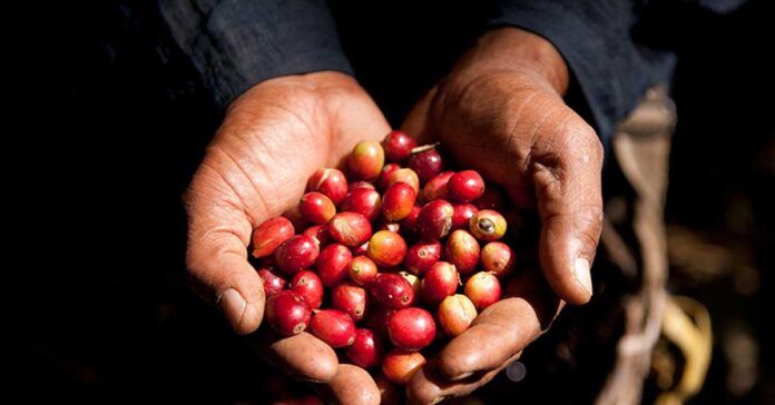 Laos to launch agroforestry project for sustainable agriculture - Vimarsana News