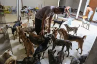 Calls for dog meat ban reemerge in Indonesia after police foil smuggling attempt