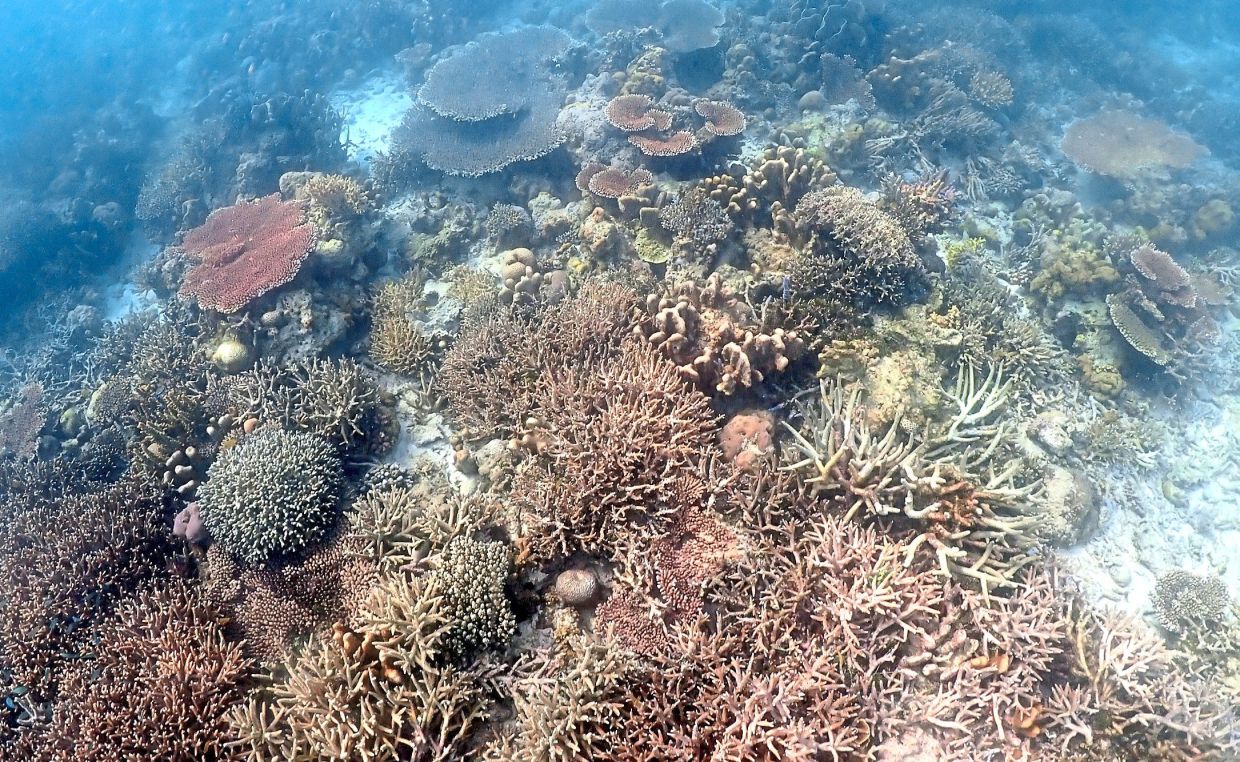 Crucial corals: Reefs unharmed by anchoring activities at Timba-Timba Island. — Picture courtesy of Reef Check Malaysia