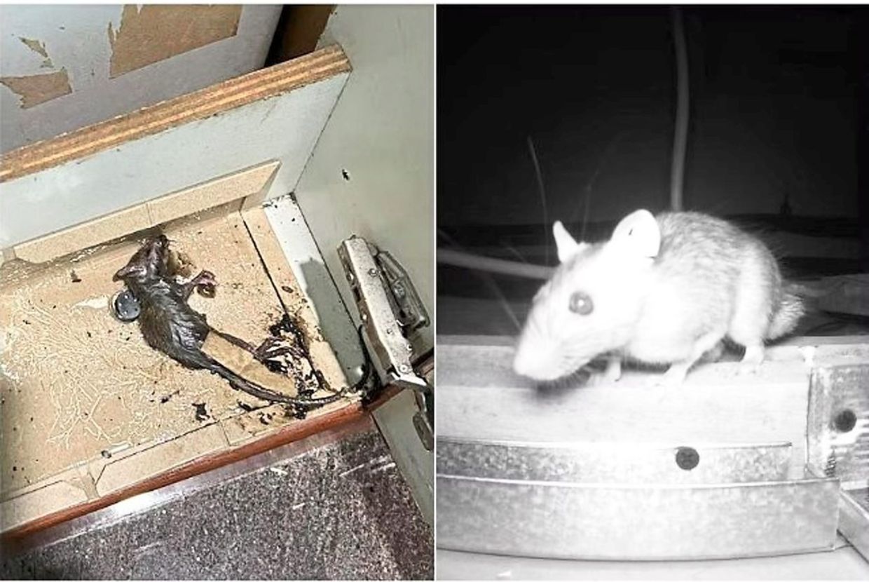 More rat sightings amid rainy season - Vimarsana News