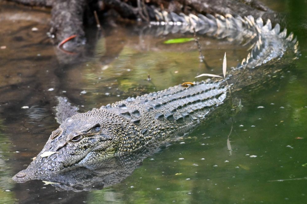 Elderly woman seriously hurt in croc attack in Kudat - Vimarsana News