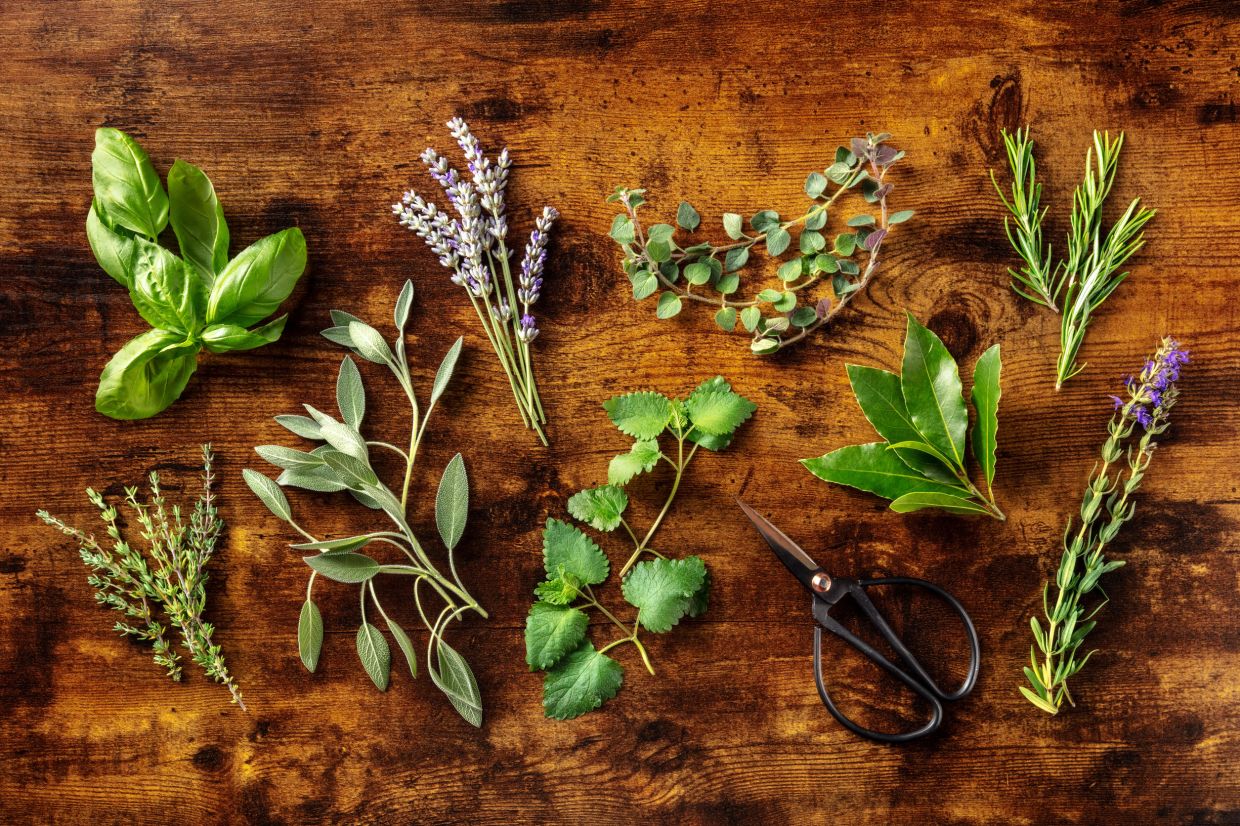 Malaysia's top blooms and greens for 2024 - Vimarsana News