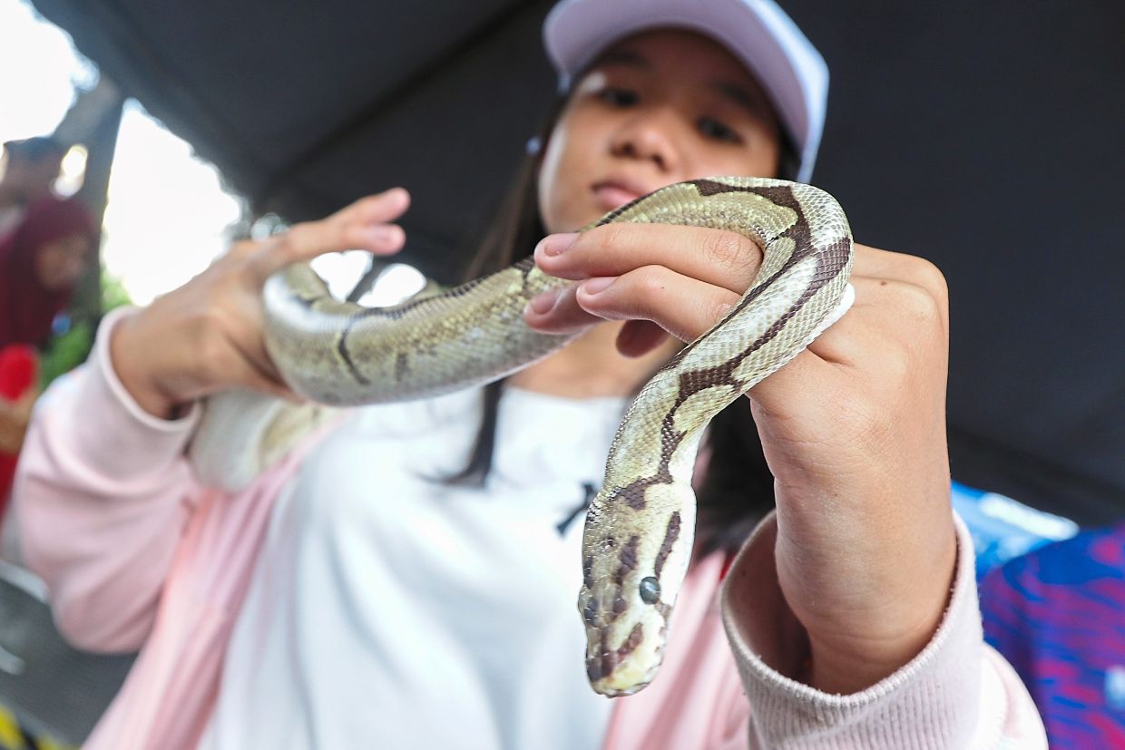 Nur Aishah Balqish Abdullah handling a snake.