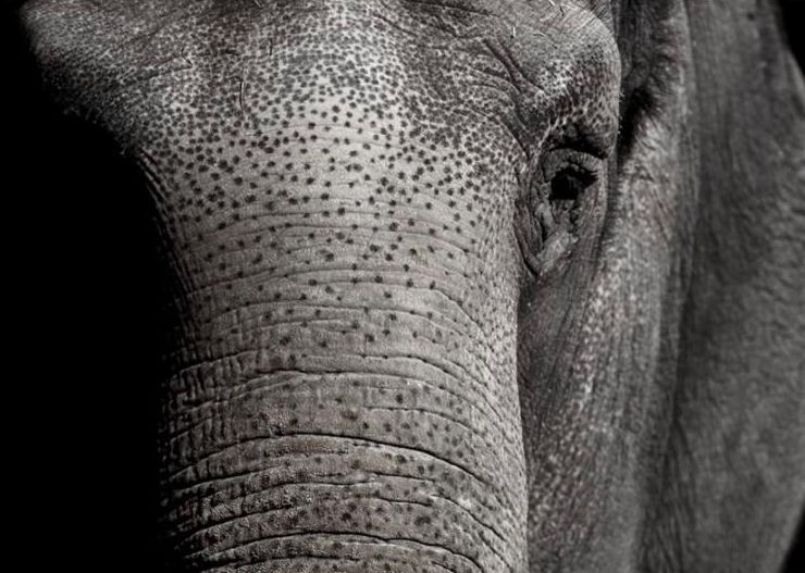School still rattled by wandering elephant - Vimarsana News
