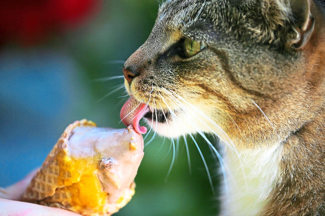 Cats carry the B. henselae bacterium in their saliva, so sharing foods with them might result in an infection. — AFP