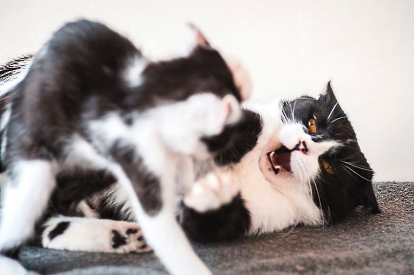 Cats fighting among themselves is another way that the infection can spread among them. — 123rf.com