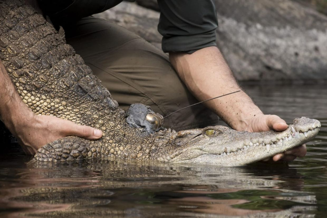 'We must protect this species' - Siamese crocodiles are under major threat now, says WWF in Cambodia - Vimarsana News