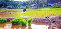 Padi farmers: Fix irrigation issues before channelling aid
