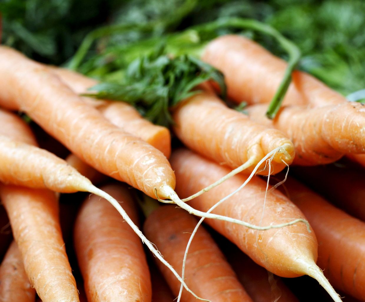 The healthprotecting properties of carrot and potato The Star