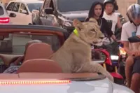 Thai woman faces jail after friend takes her pet lion for a drive in open-top Bentley