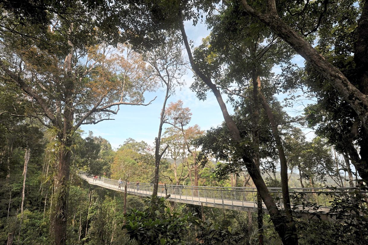 8 canopy walks in Malaysia that are perfect for any adventurous soul