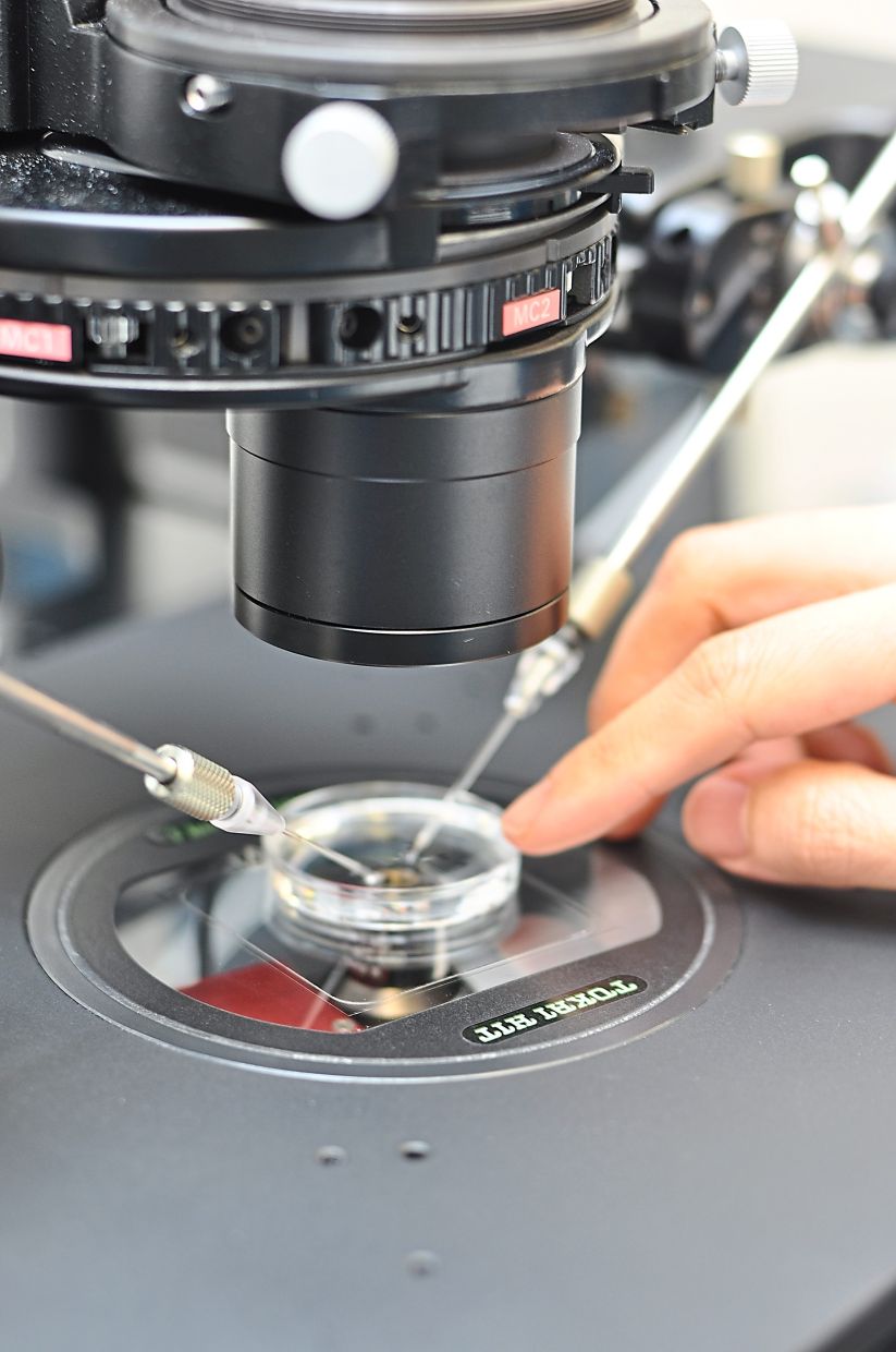 In IVF, the ovum from the mother and sperm from the father are mixed together in a petri dish for fertilisation.