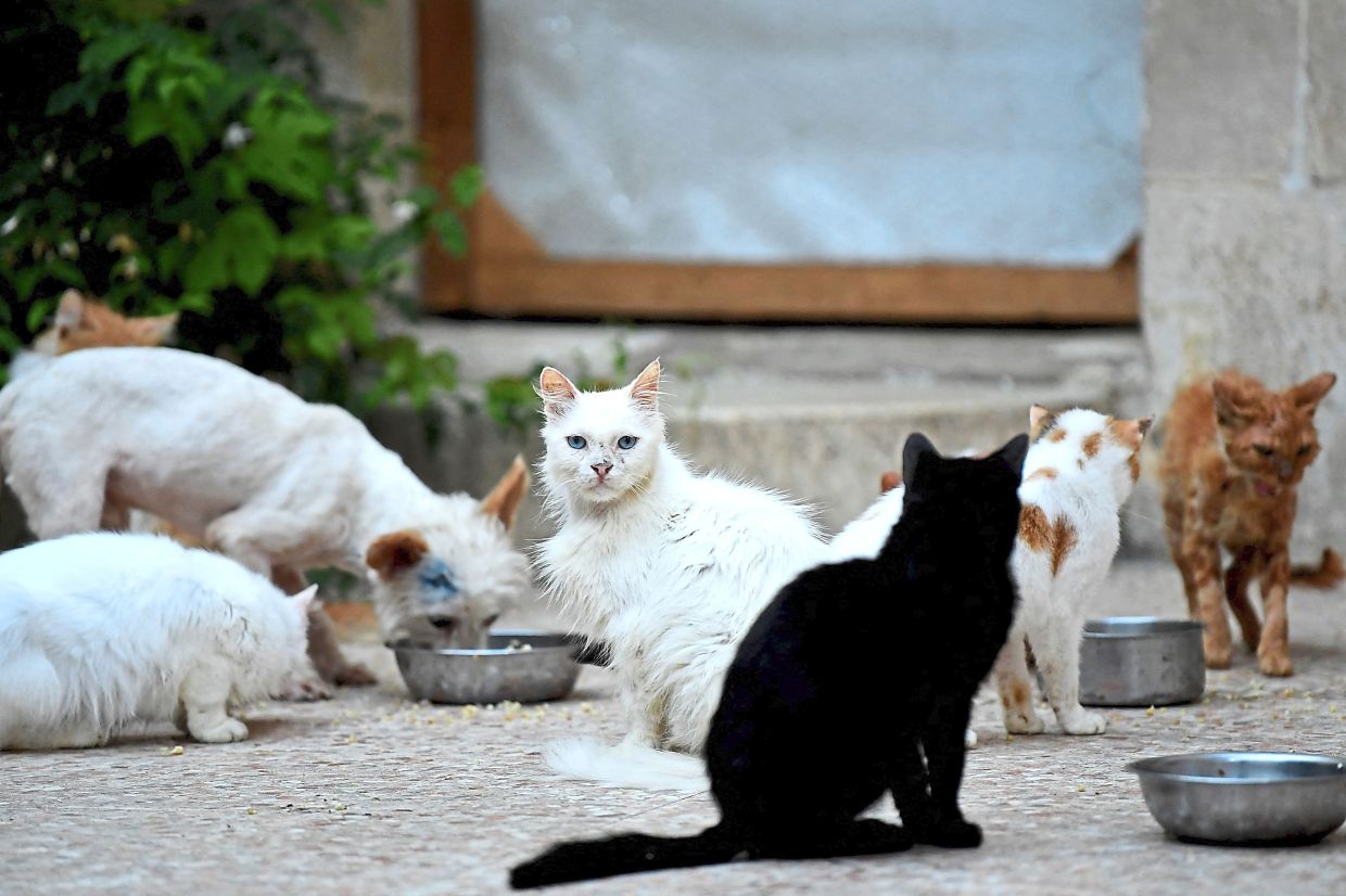 Animal welfare organisations targeted by scammers, bank accounts frozen - Vimarsana News