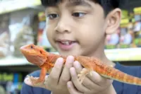 Enter the bearded dragon this CNY