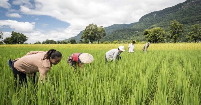 Knowledge sharing, peer support vital to advancing agriculture sector, says Sabah Asst Minister - Vimarsana News