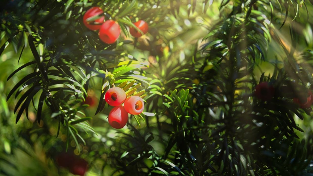 A tree that makes a rare anticancer compound is near extinction. Chinese scientists may have an answer - Vimarsana News