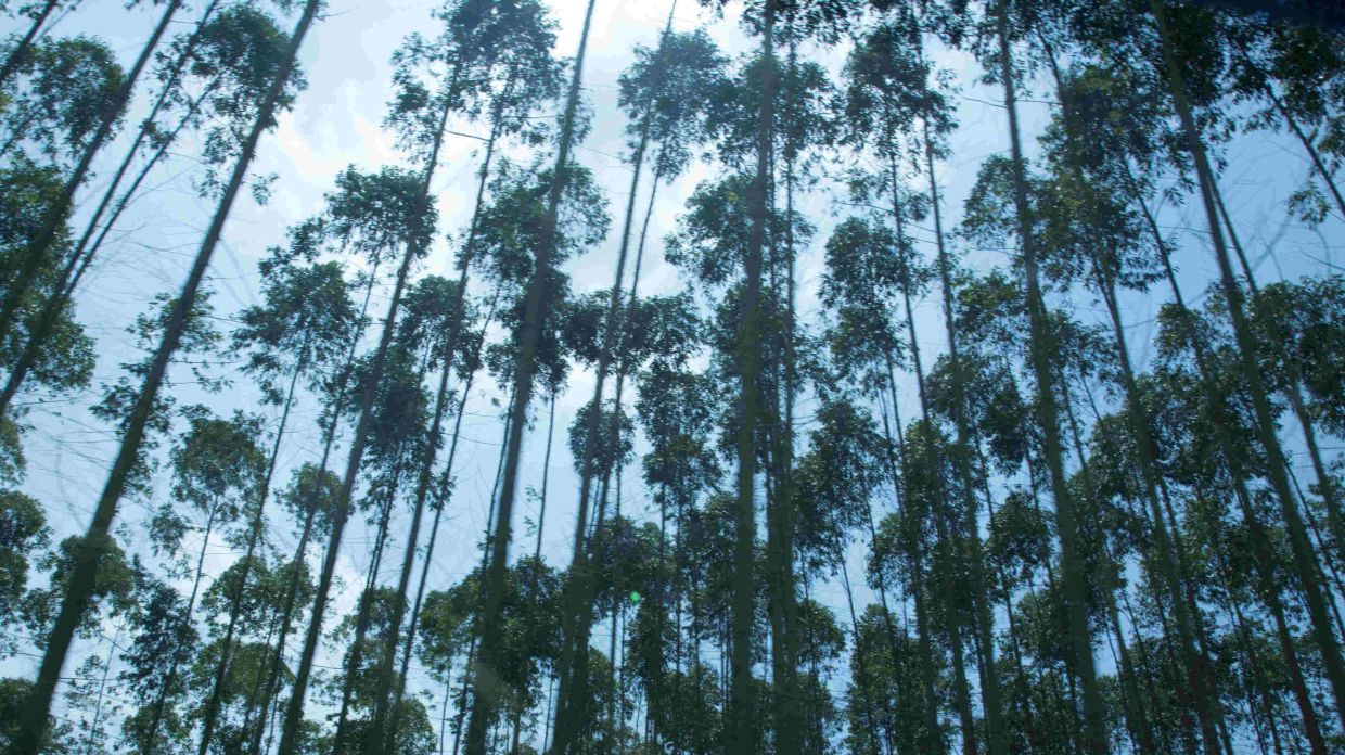 Survey show youth prioritise environmental conservation in 2024 elections, says WWF Indonesia - Vimarsana News