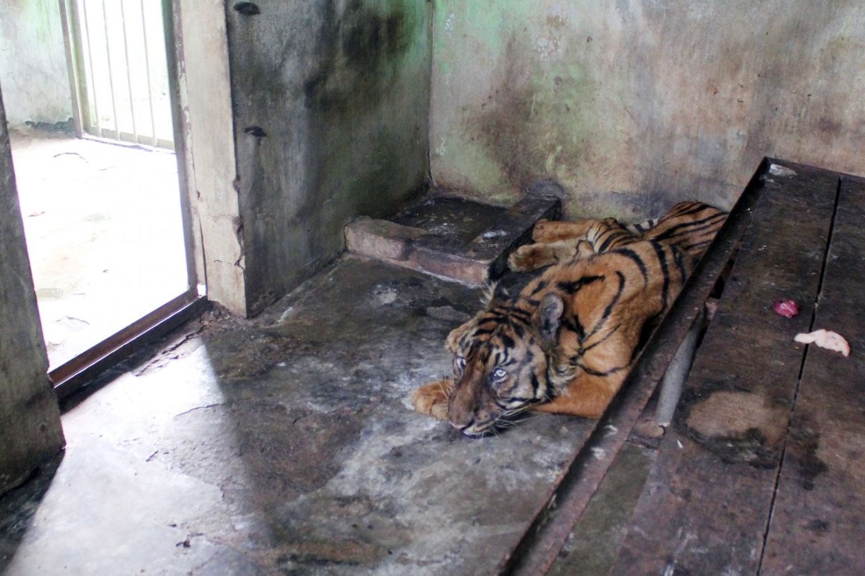Tiger dies at Medan Zoo, three more severely ill - Vimarsana News